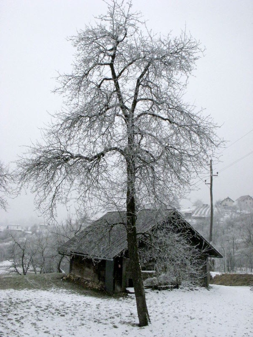 stara hruška in hiša by