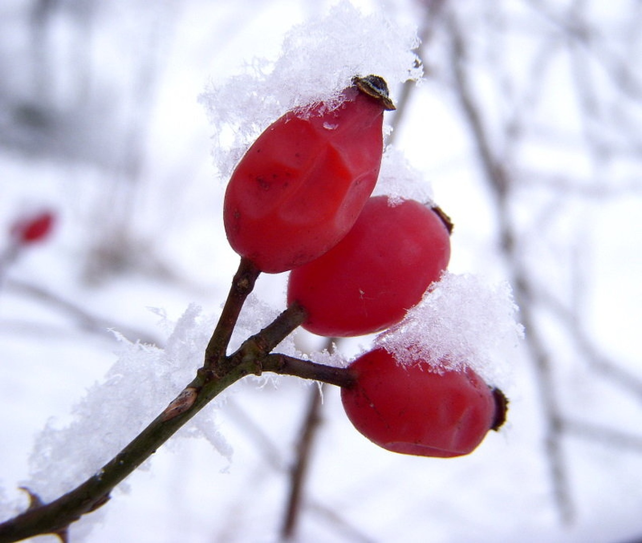 rdeče belo by