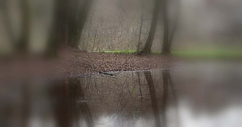 močvirje by mulcni