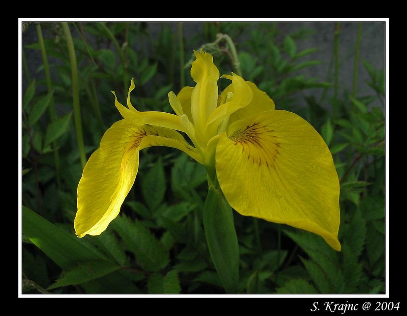 Iris by