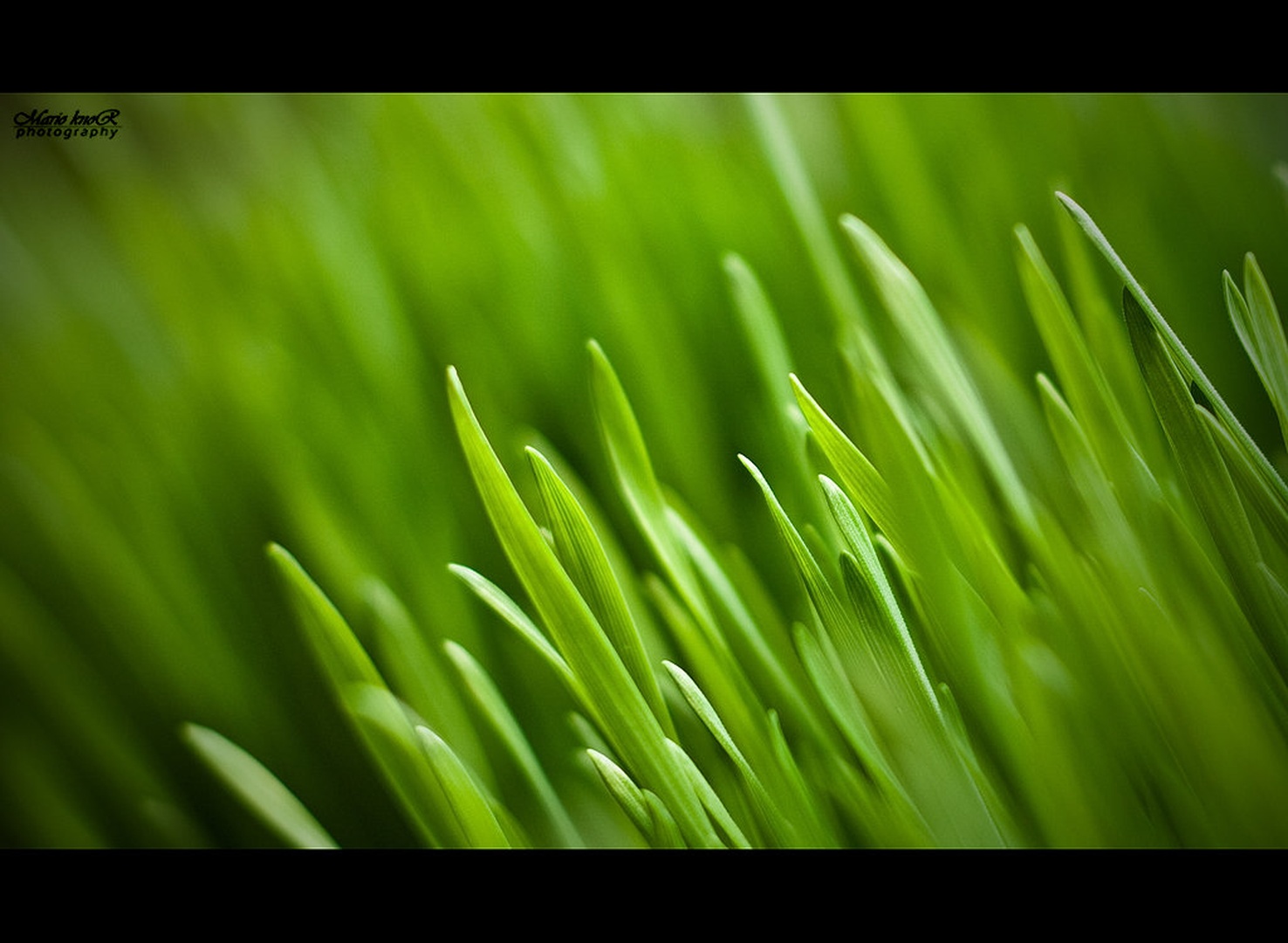 Green green grass of home by MKnor