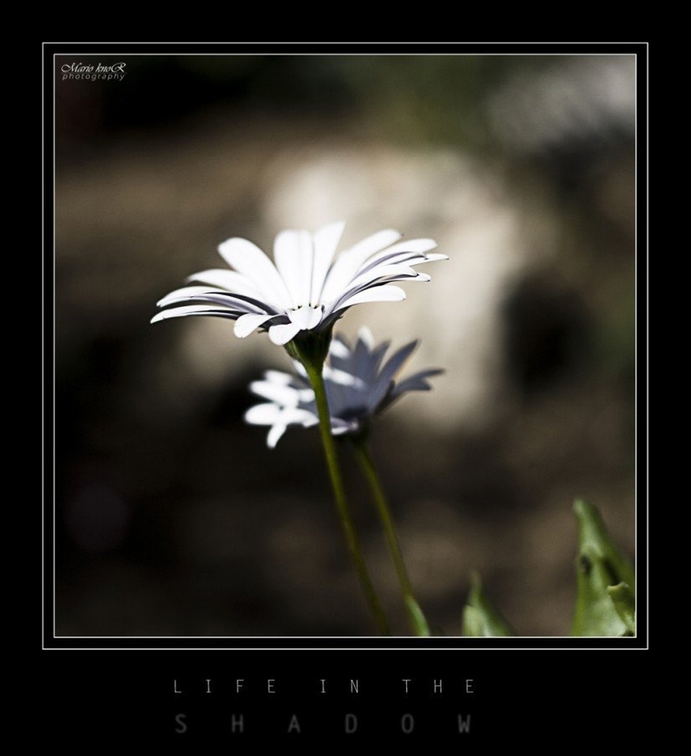 U sjeni by MKnor