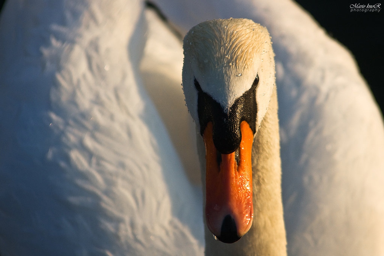 eye contact by MKnor