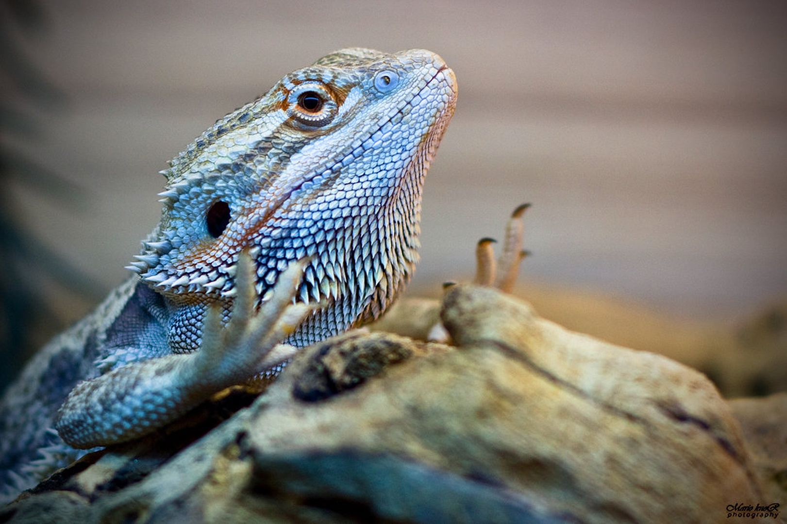 pogona vitticeps by MKnor