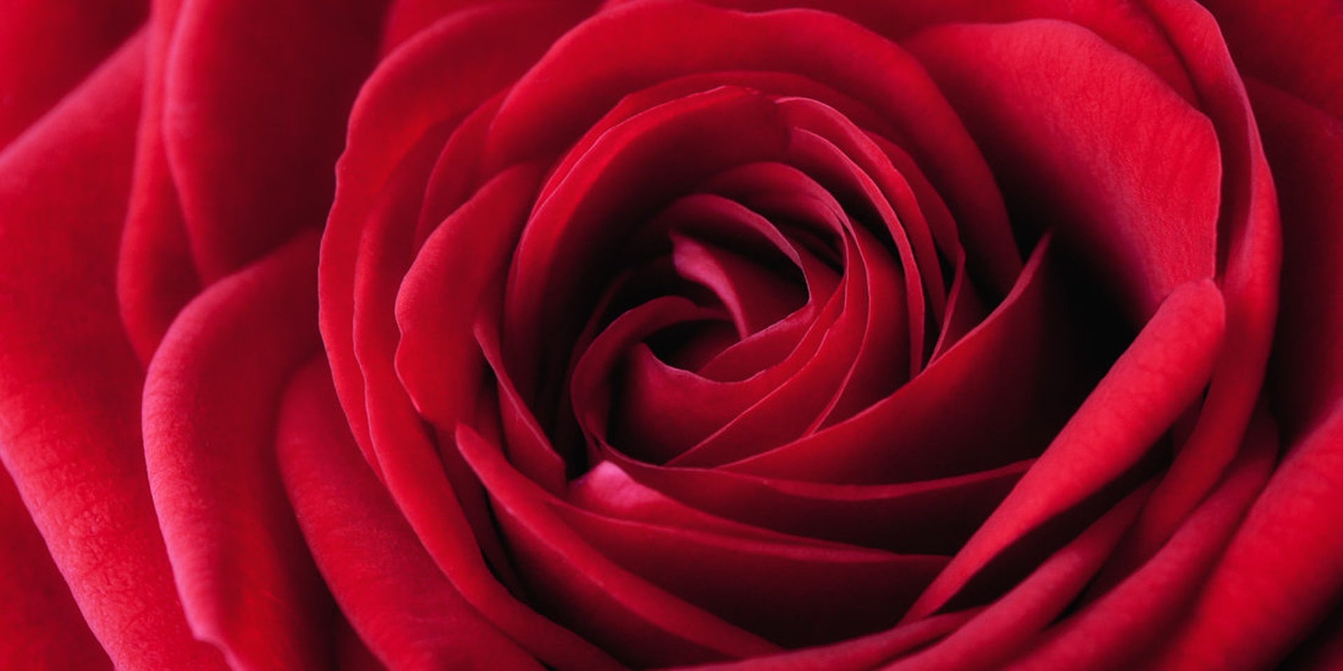 The rose by