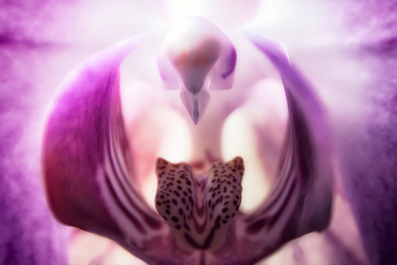 Orchidaceae by jokeman