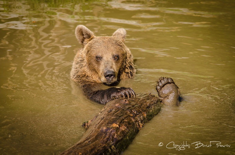 high five ^5 by borut premrov