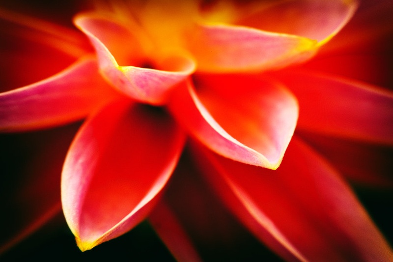 Flower Funnels by Davorin Baloh