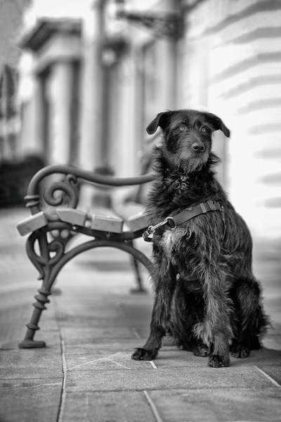Waiting for Godot by Davorin Baloh
