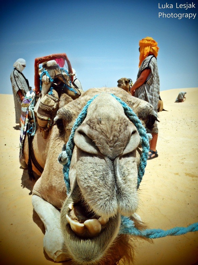Crazy sahara by Luka Lesjak