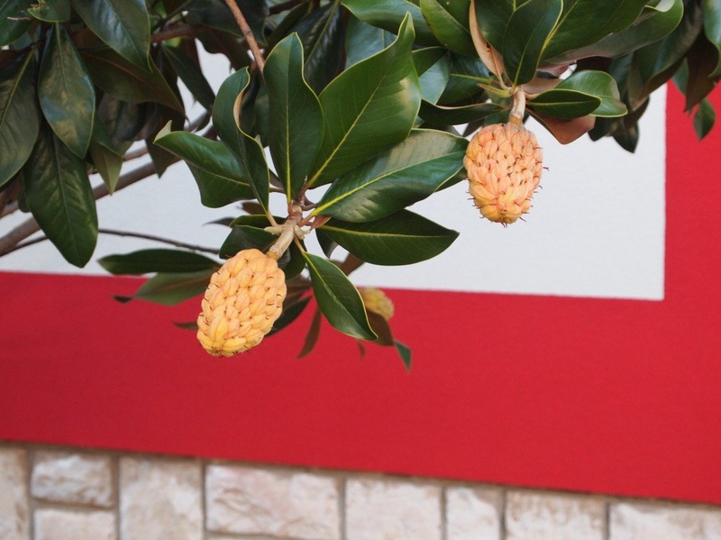 Magnolija nekoliko drugače by Jože Herbst