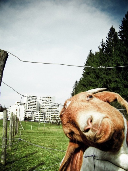 goofy by Goran Petrasevic