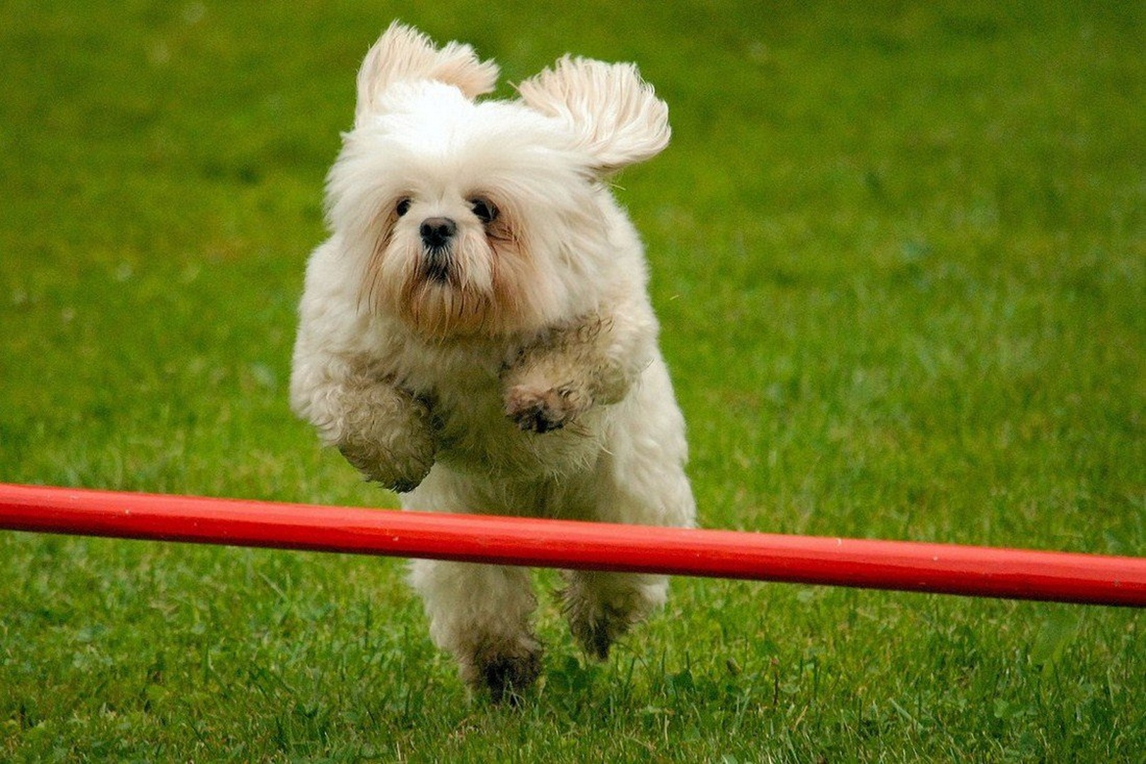 Agility by stane gortnar