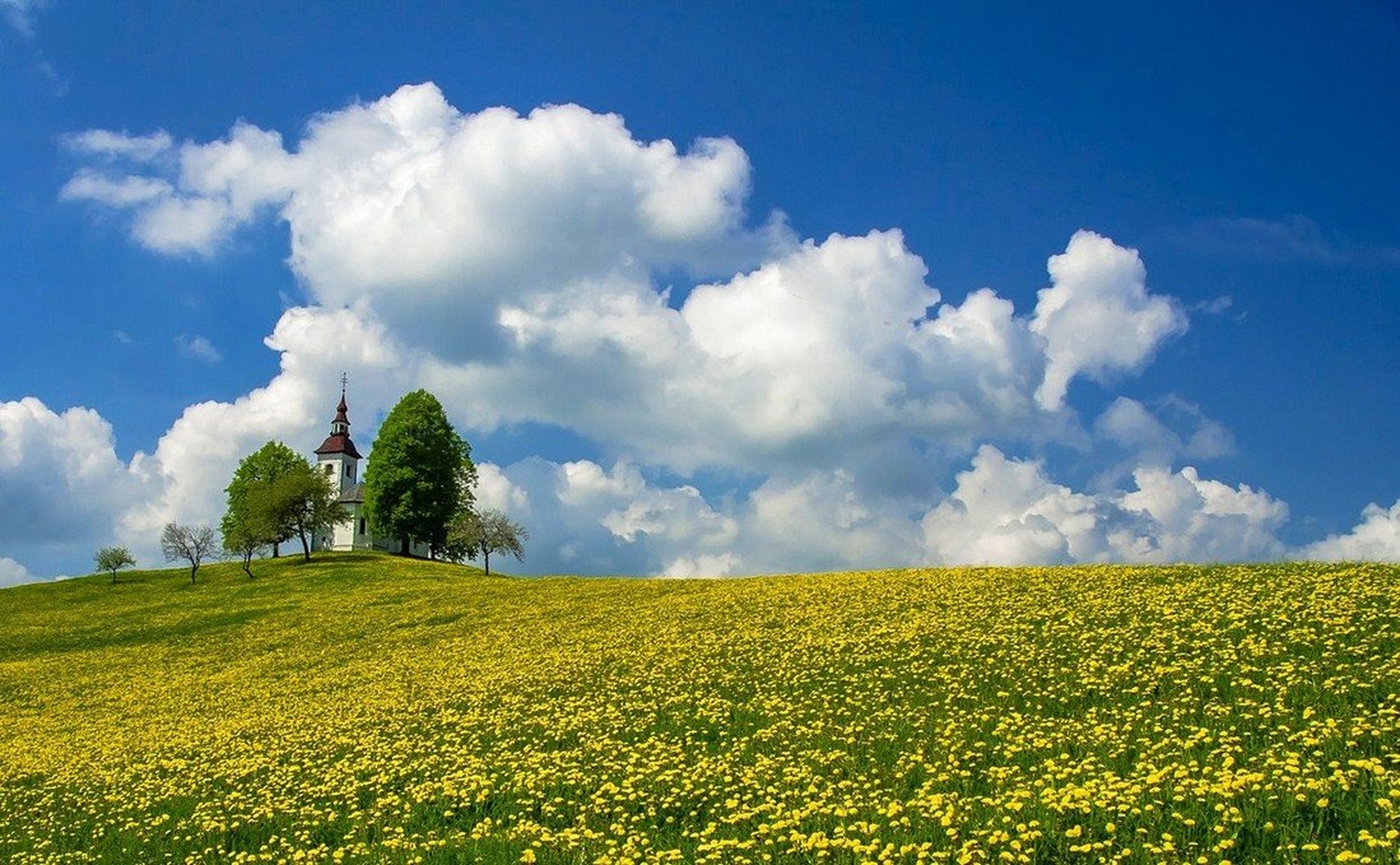 Yellow meadow. by stane gortnar