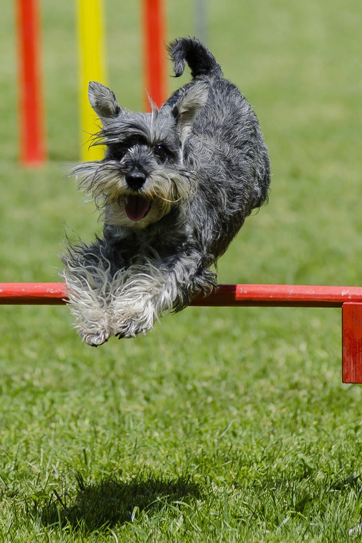 Agility by stane gortnar