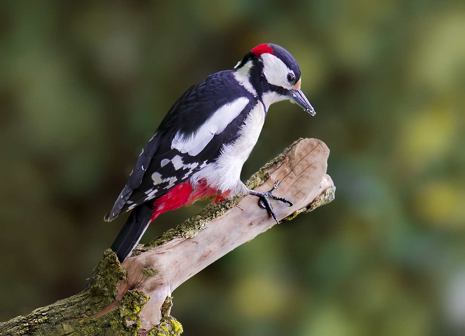 Woody woodpecker by stane gortnar