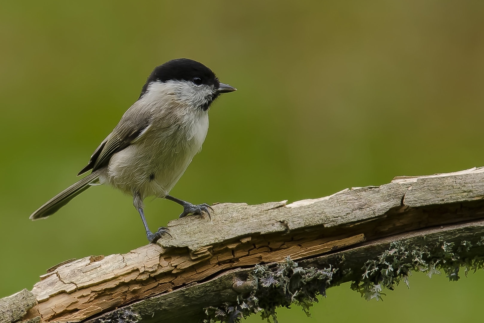Parus palustris by stane gortnar