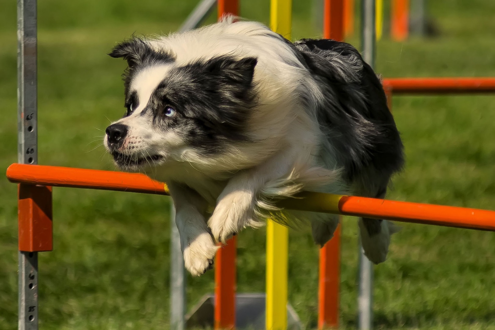 Agility by stane gortnar
