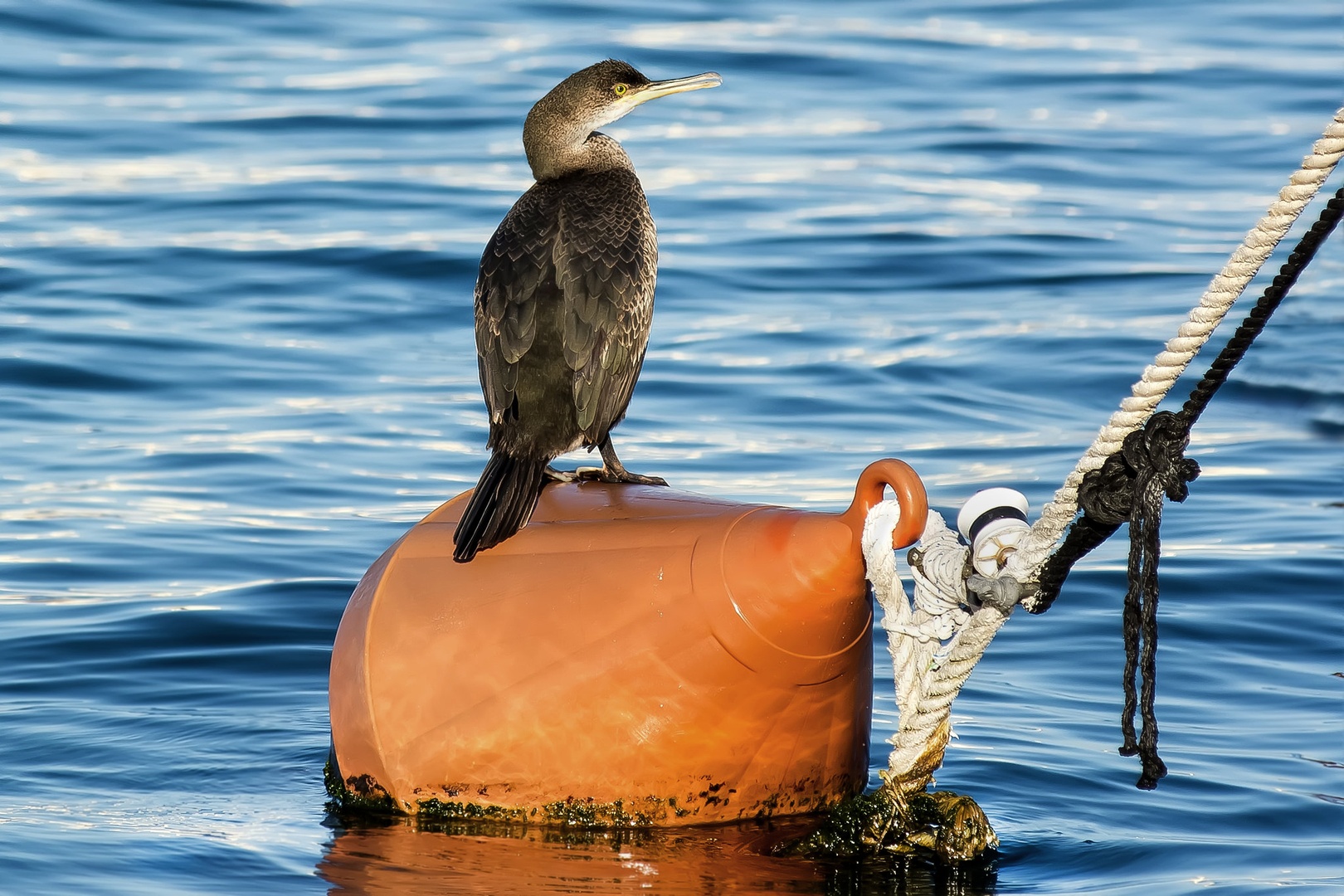 Kormoran by stane gortnar