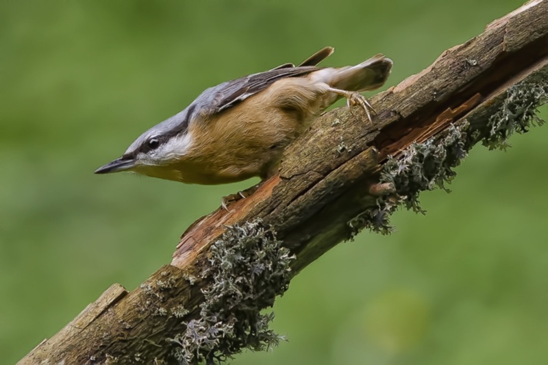 Brglez-Sitta europaea by stane gortnar