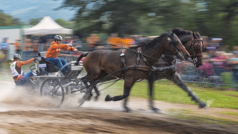 2horse power by stane gortnar