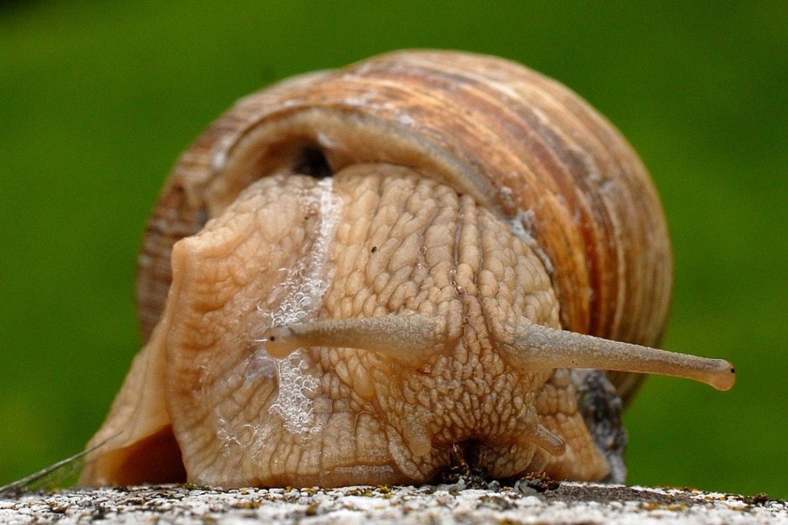veliki vrtni polž by stane gortnar