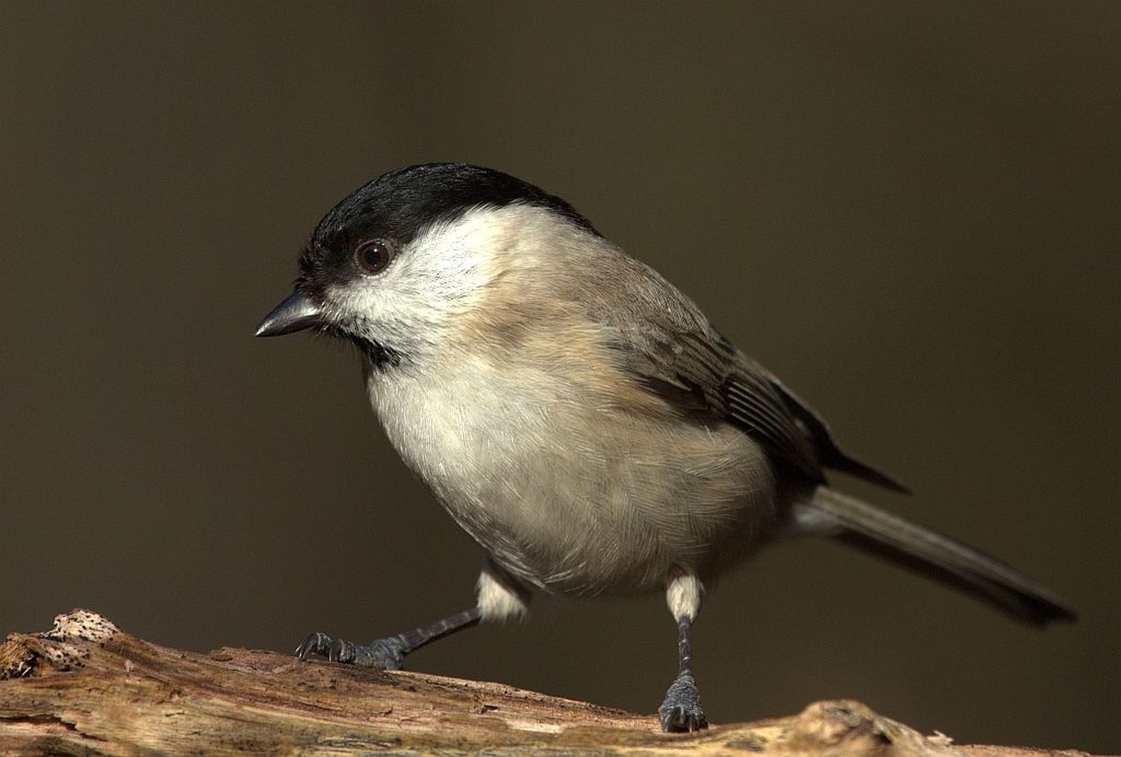 Jutranji pogledi X by Mirko Brežan