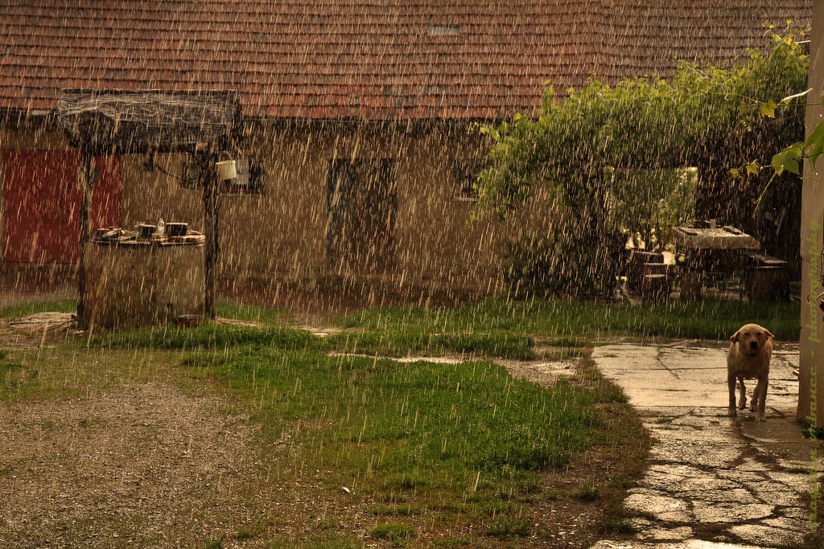 sonce in dež by Dragutin Vrbanec