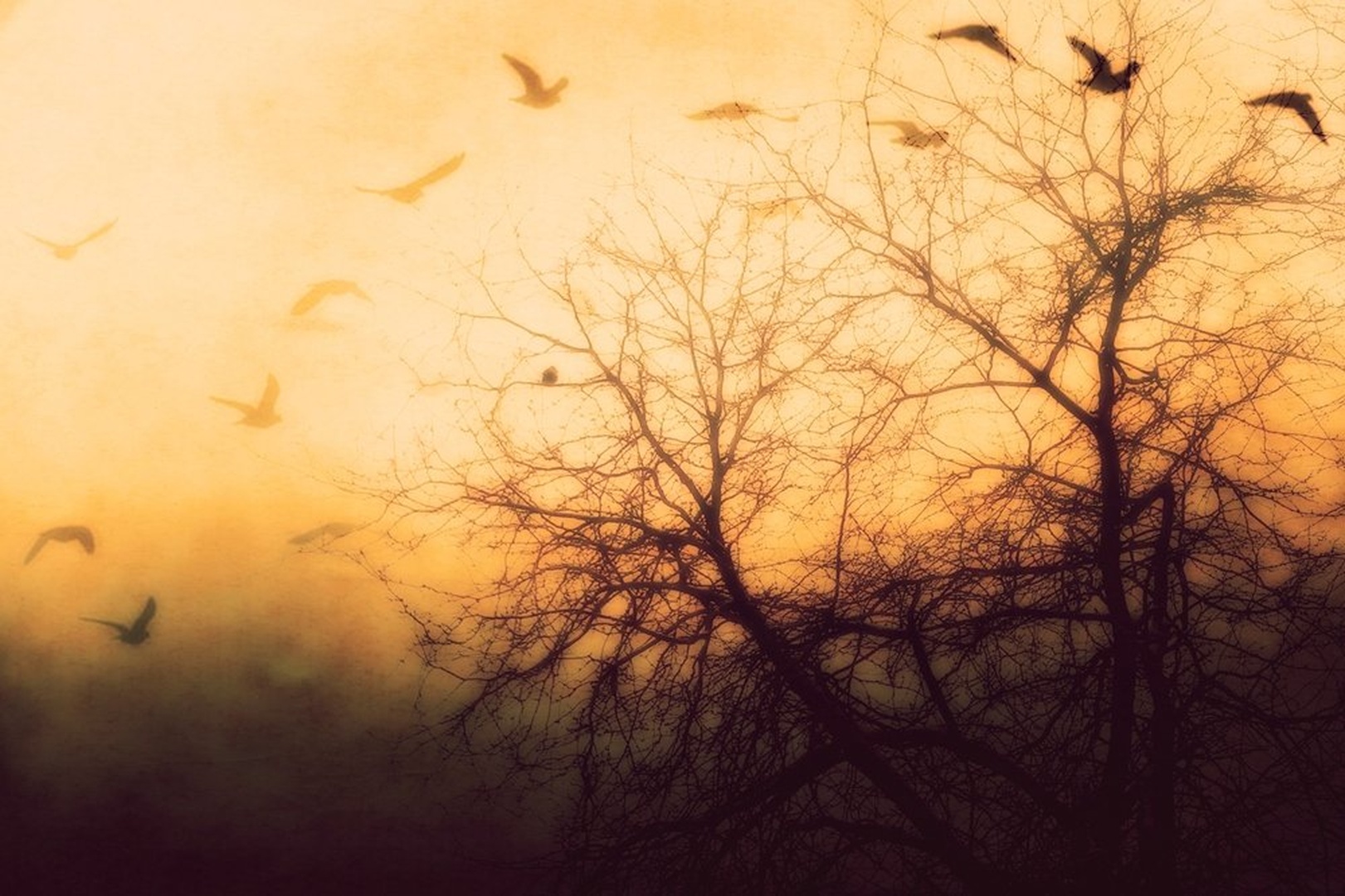 My dream... by Ivana Todorovic