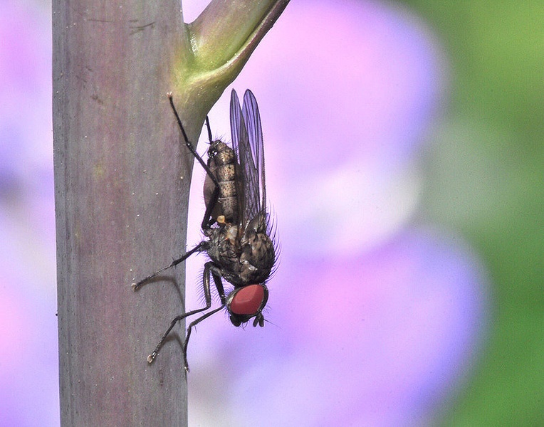 The fly by Matej Šušteršič