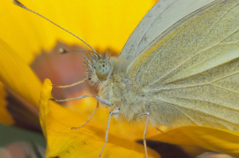 Butterfly1 by Matej Šušteršič