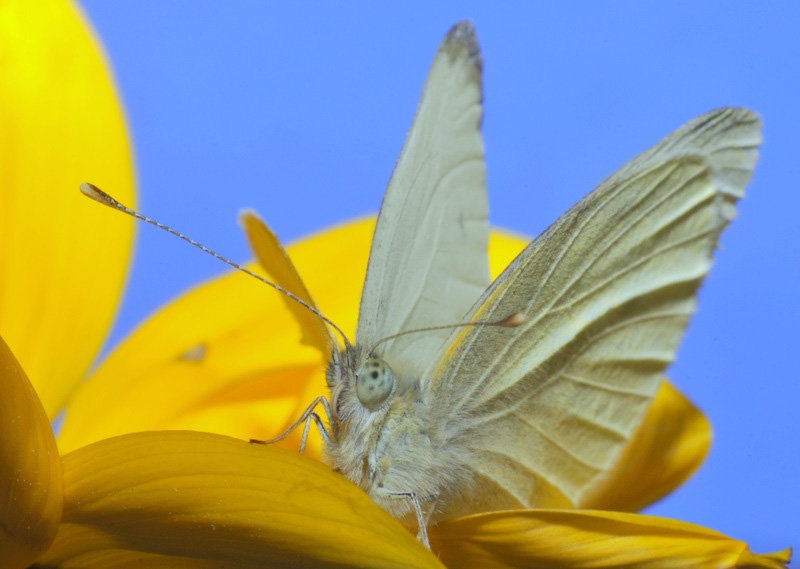 Butterfly2 by Matej Šušteršič
