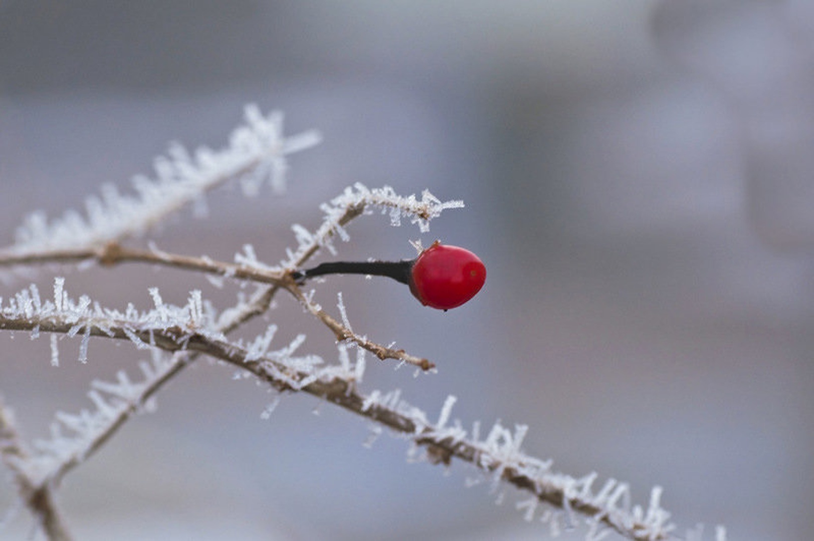 Icy Red by Matej Šušteršič