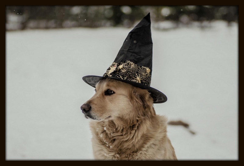 Dogwitch by Matej Šušteršič