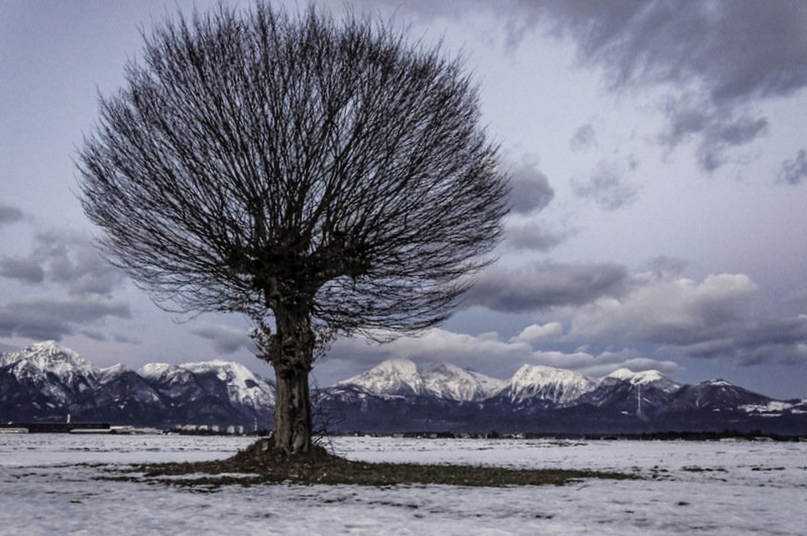 Mistic tree by Matej Šušteršič