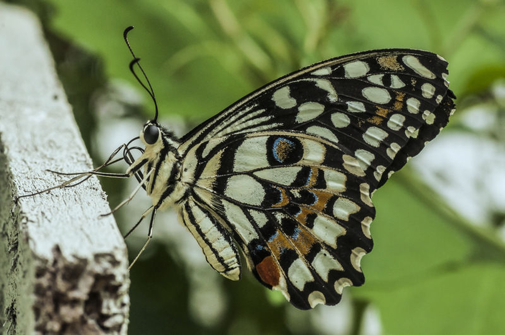 Butterfly on the wood by Matej Šušteršič