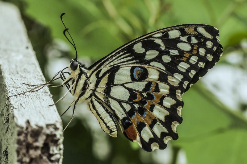 Butterfly on the wood by Matej Šušteršič