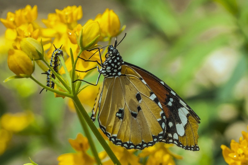 Caterpillar&Butterfly by Matej Šušteršič