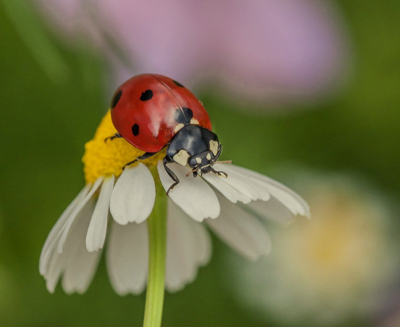 Proud of dots by Matej Šušteršič