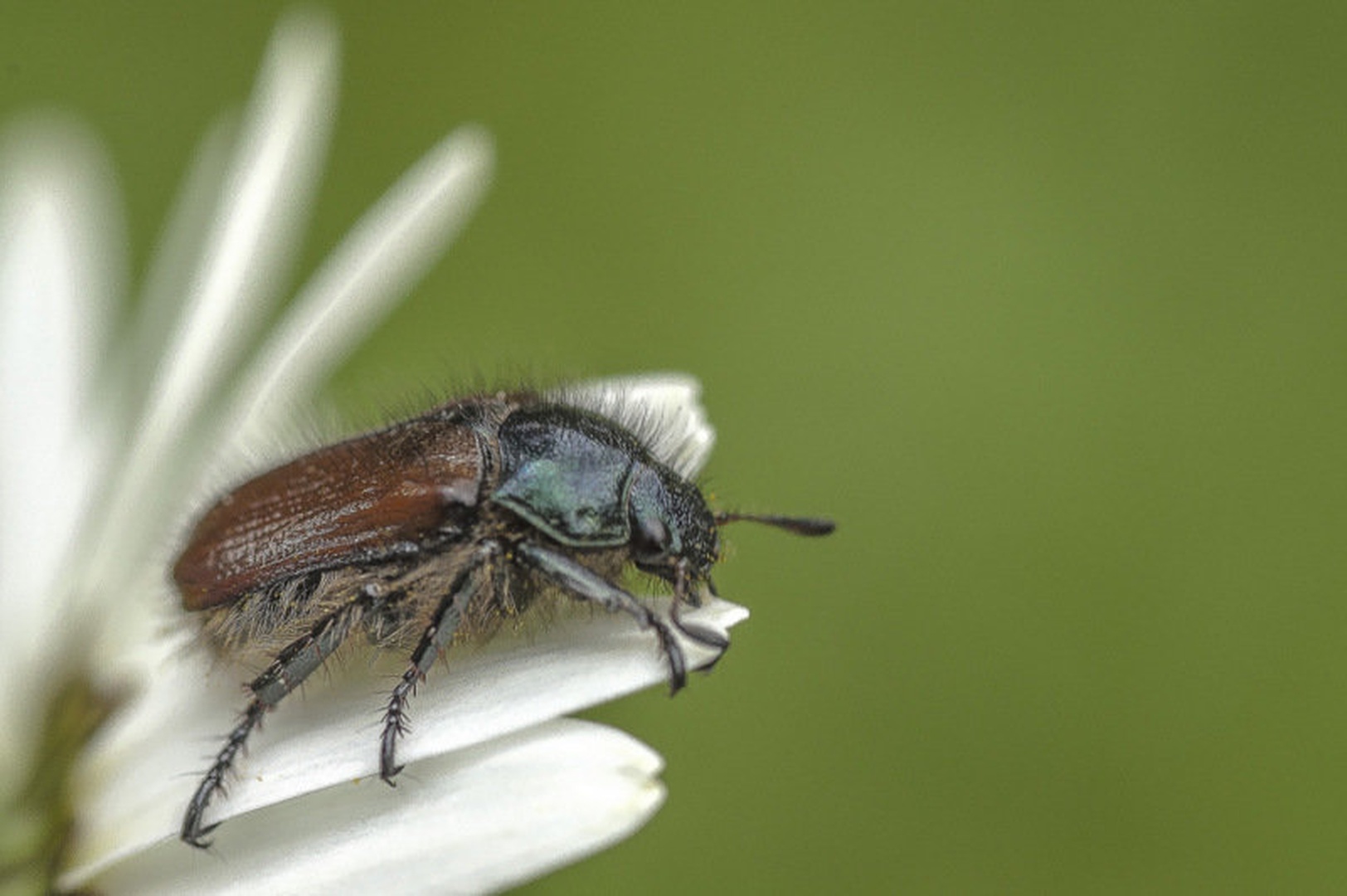 Hairy bug by Matej Šušteršič