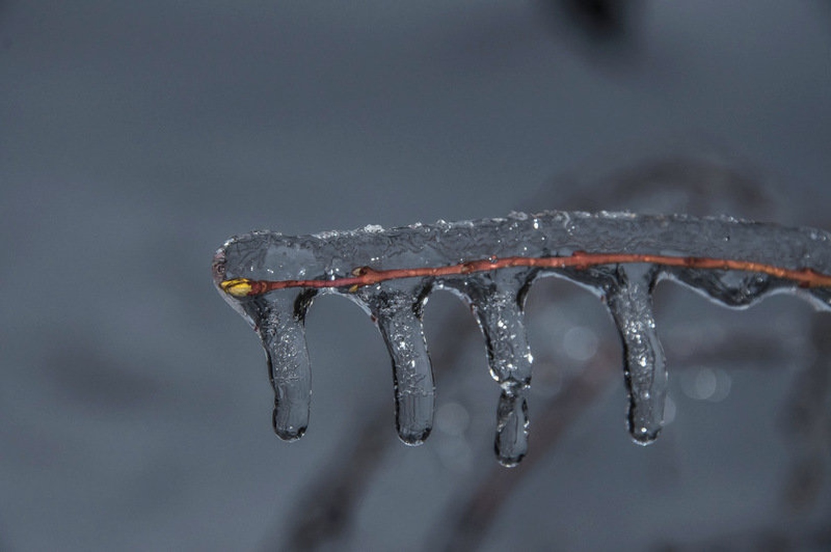 Frozen buds by Matej Šušteršič