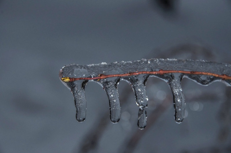 Frozen buds by Matej Šušteršič