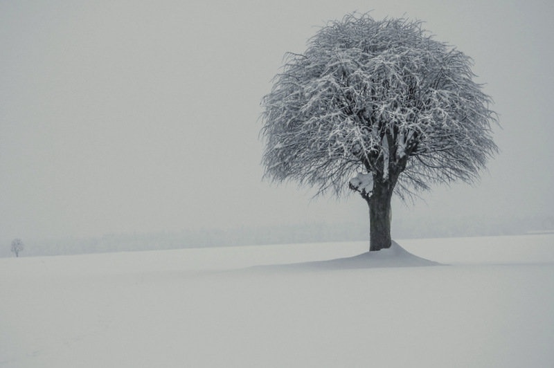 Lost tree by Matej Šušteršič