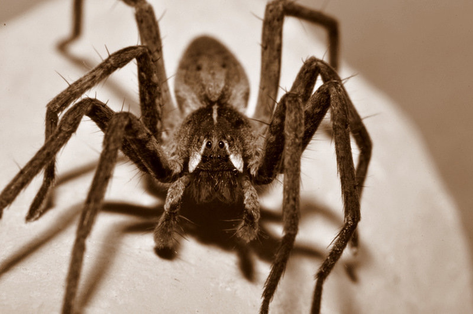 Spider by Matej Šušteršič