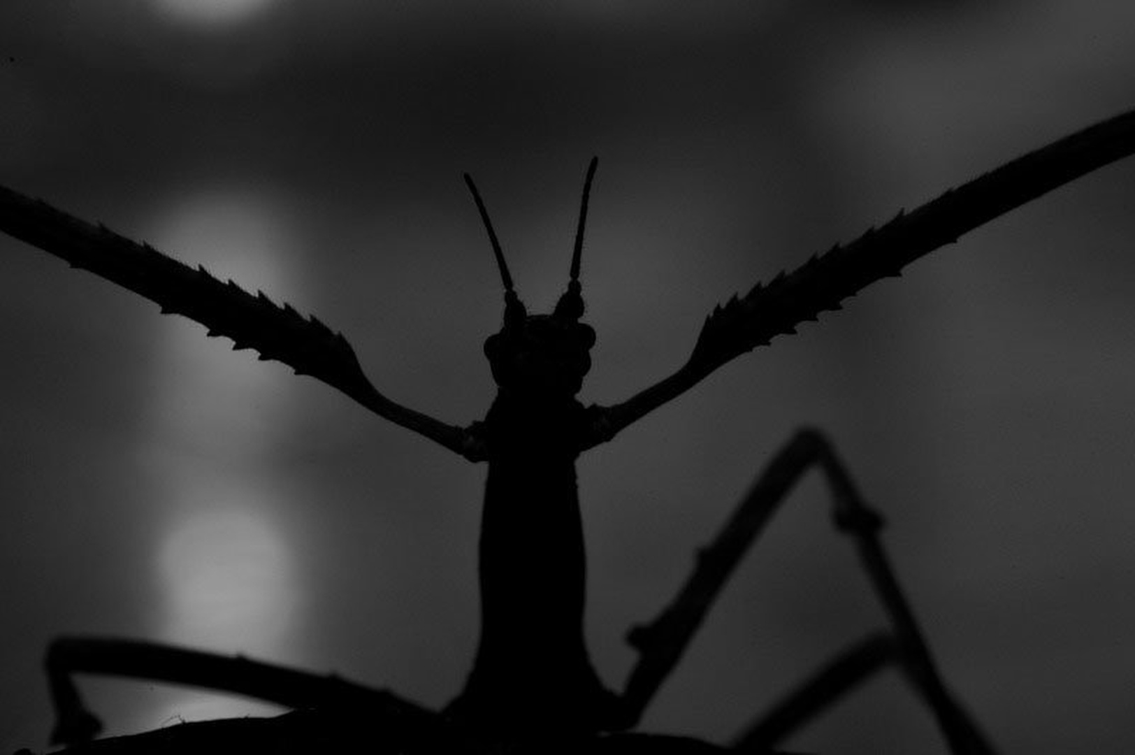 Scary by Matej Šušteršič