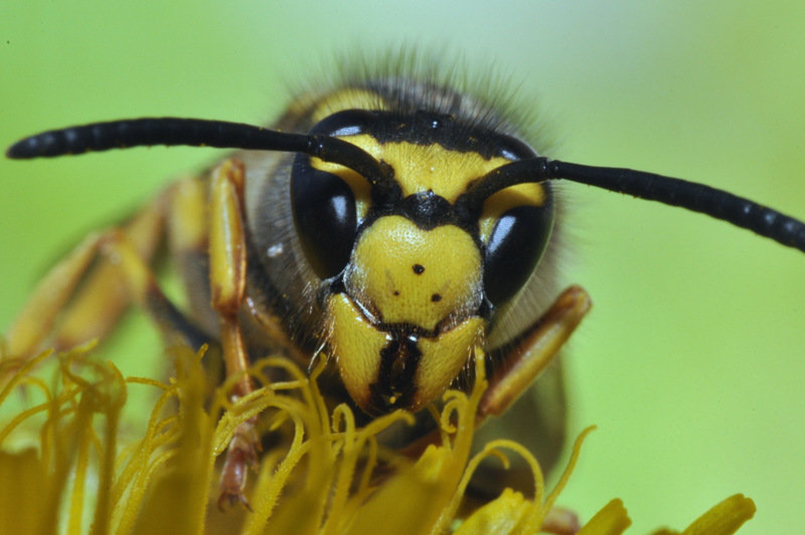 Hornet by Matej Šušteršič