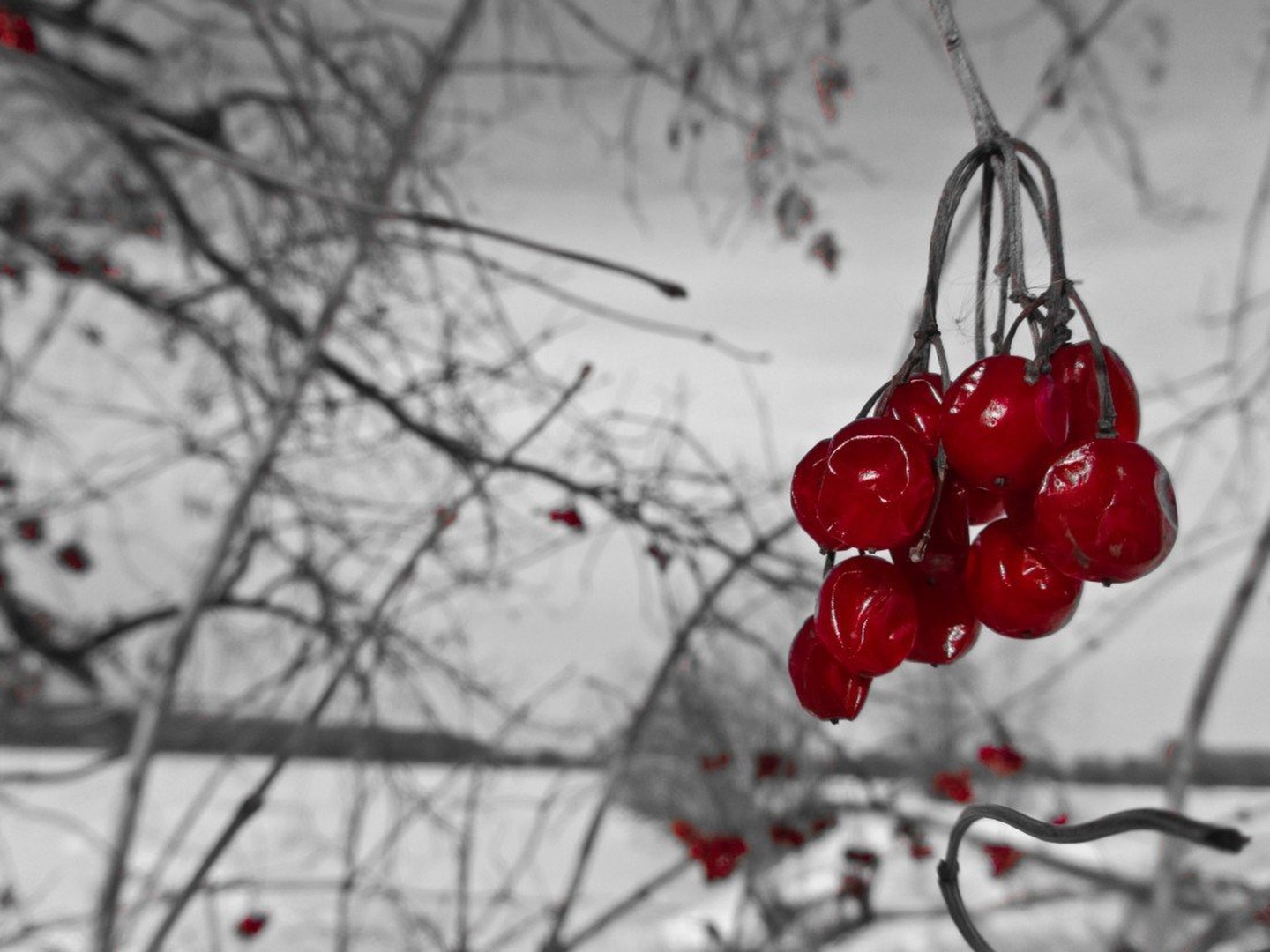 Tasty drops of blood by