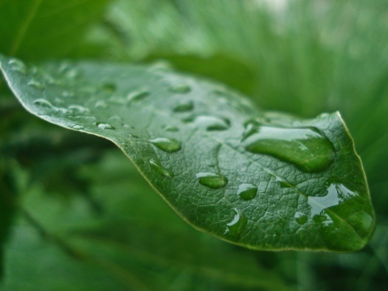 The Greenest by Rhombifolia