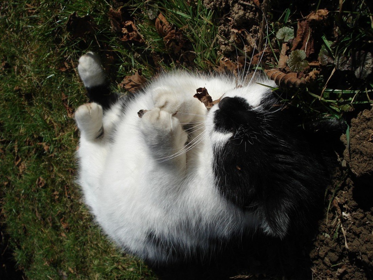 Nom nom nom by