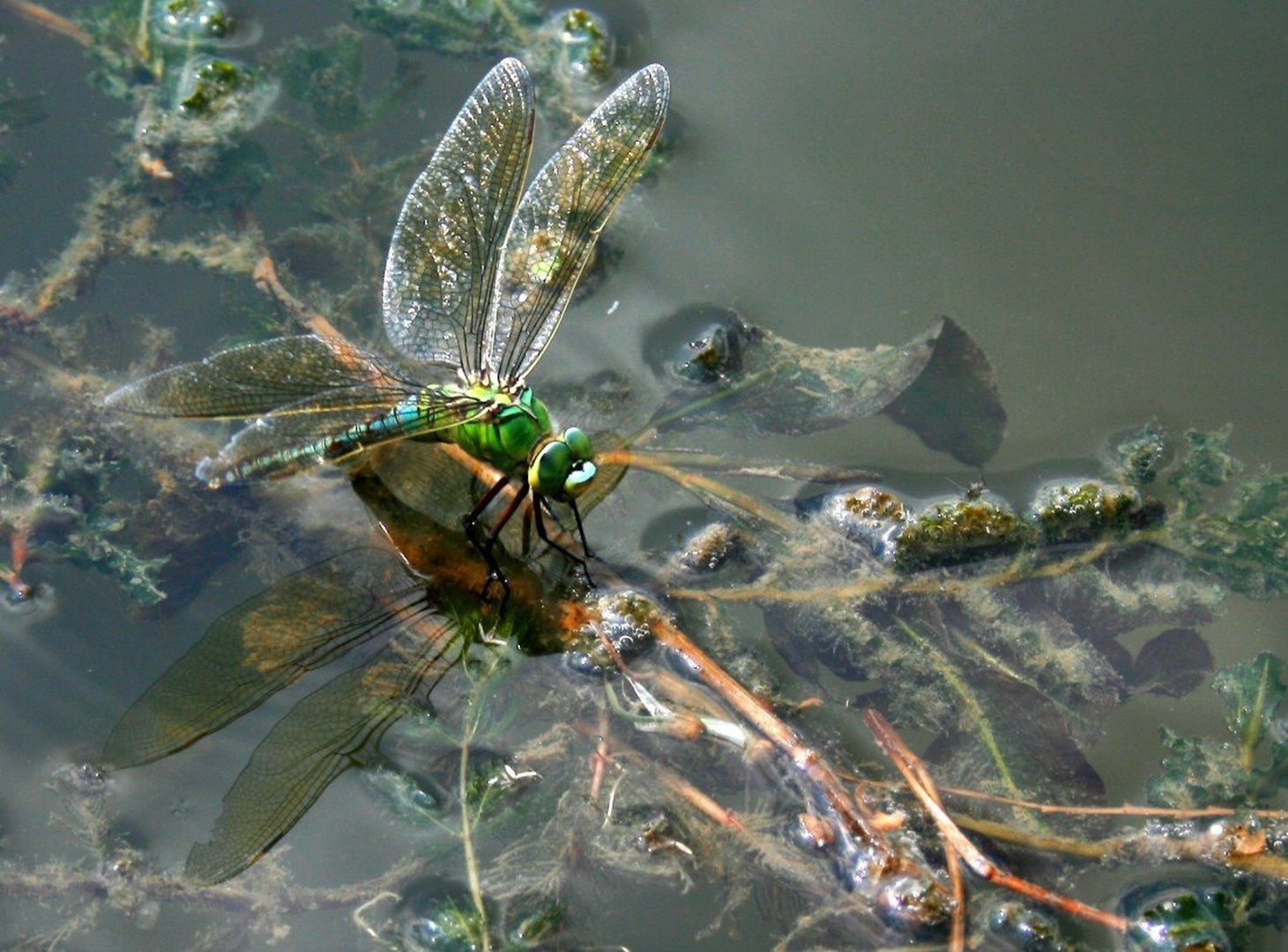 Dragonfly by Klavdika